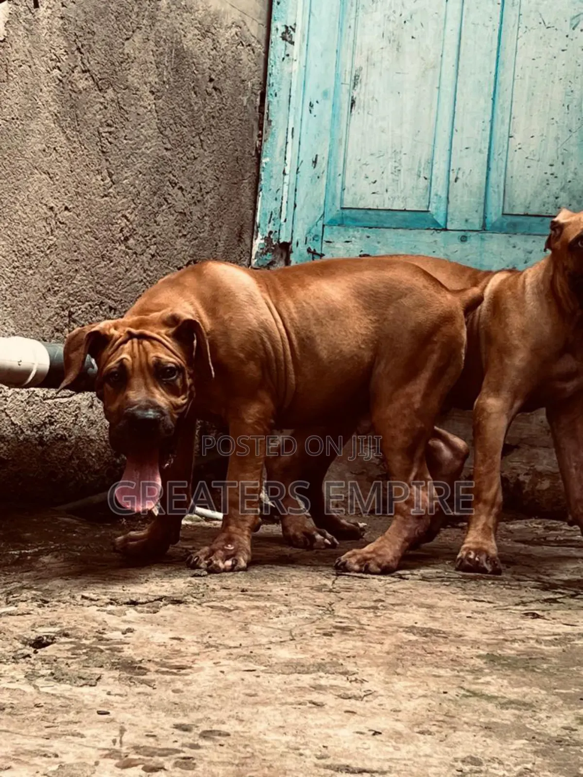 3-6 months Male Purebred Boerboel