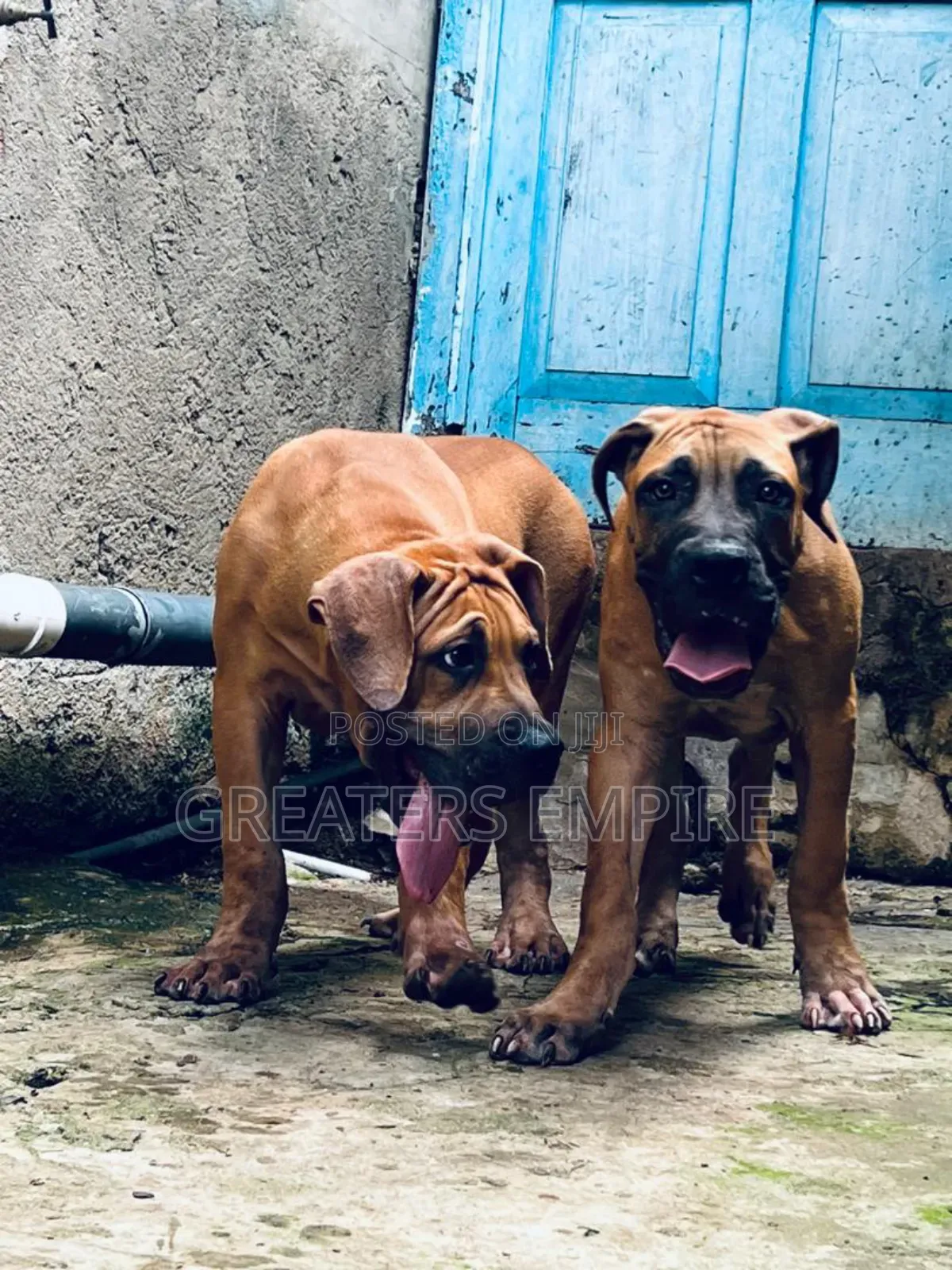3-6 months Male Purebred Boerboel