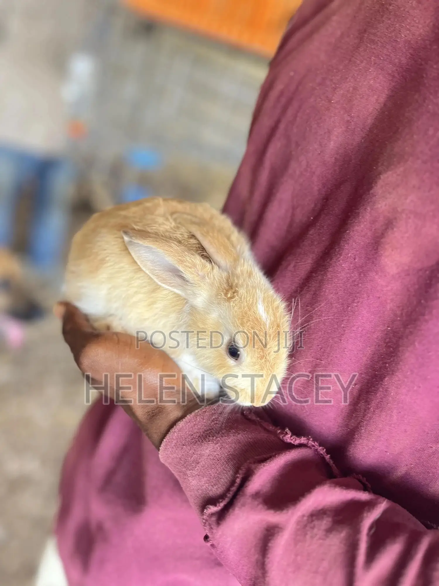 Rabbit For Sale