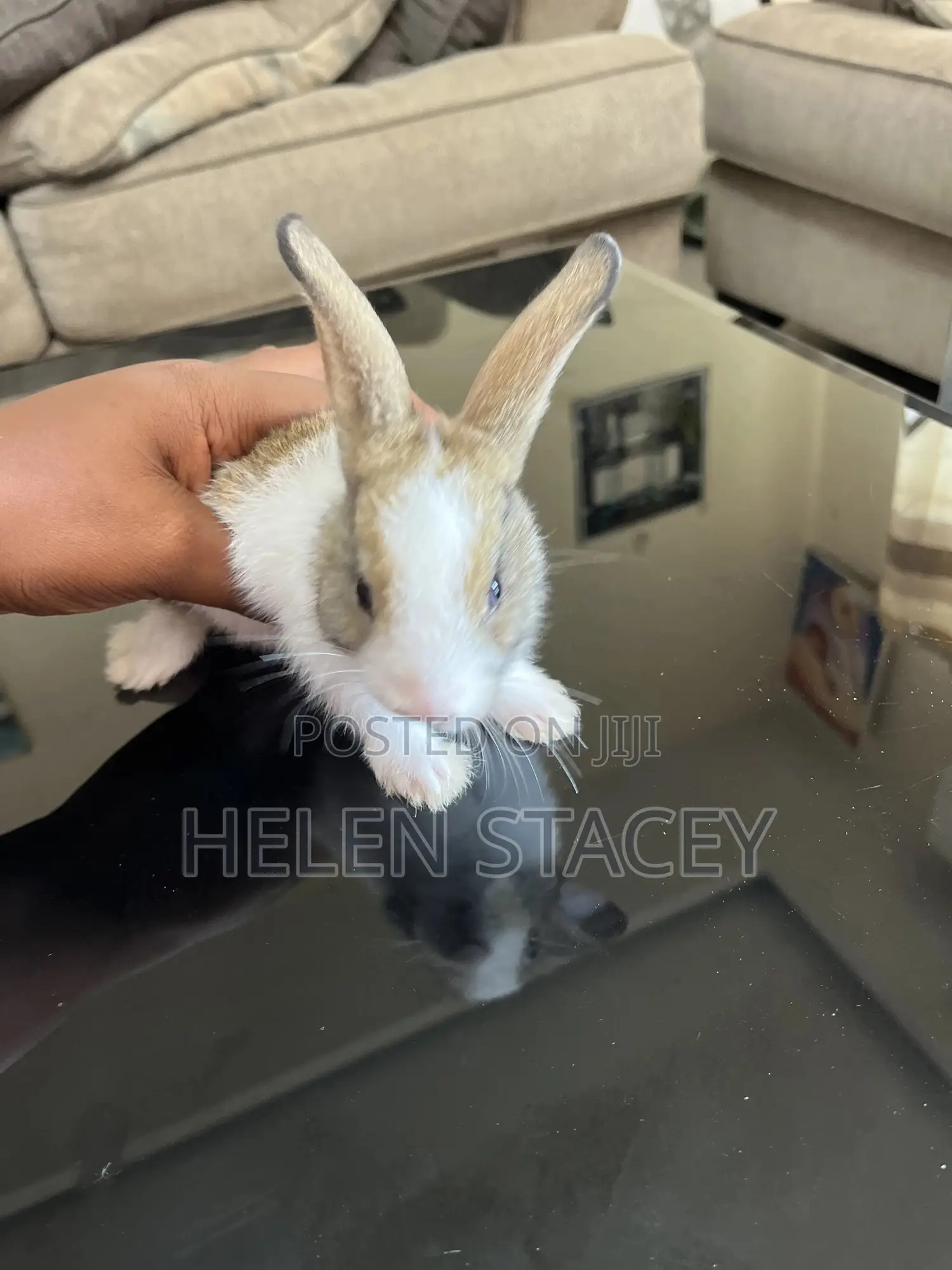 Rabbit For Sale
