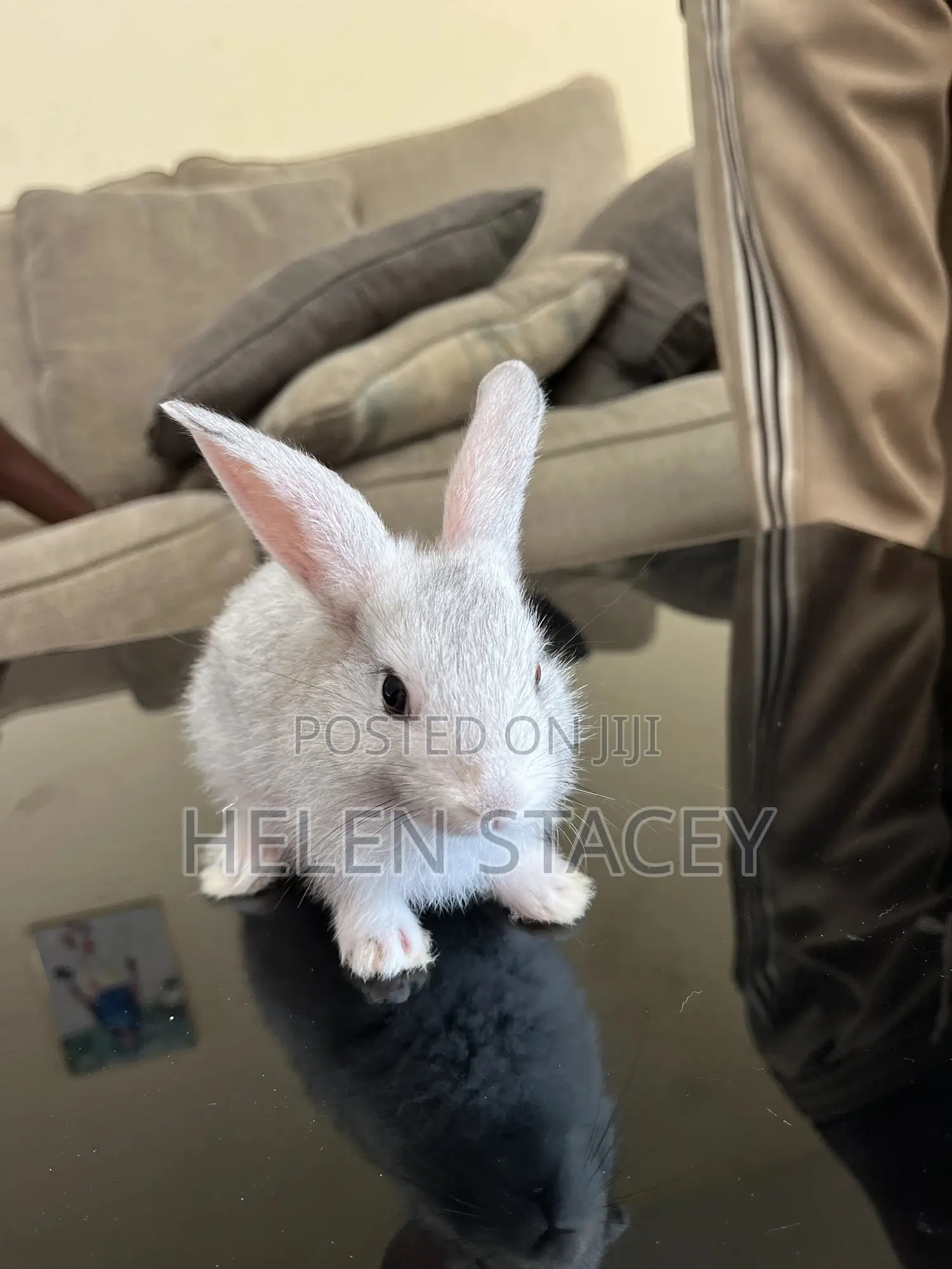 Rabbit For Sale