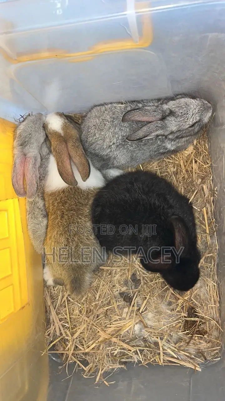 Rabbit For Sale