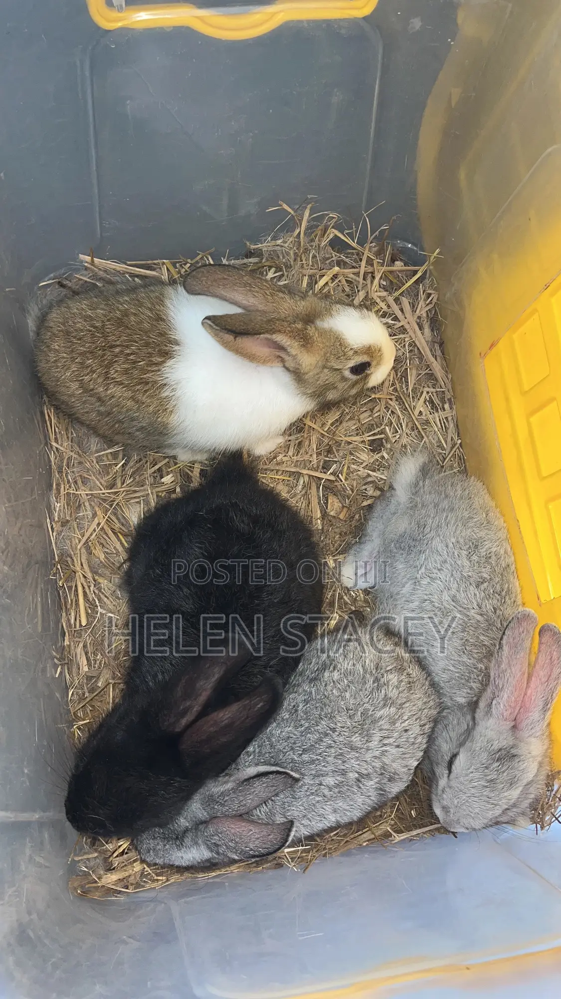 Rabbit For Sale