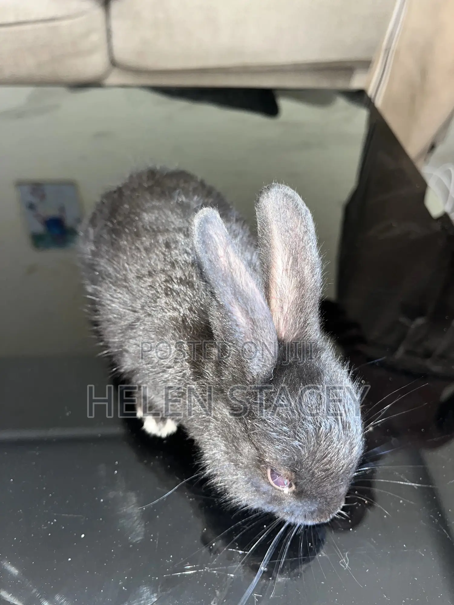 Rabbit For Sale