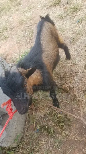 Good and Quality Animals