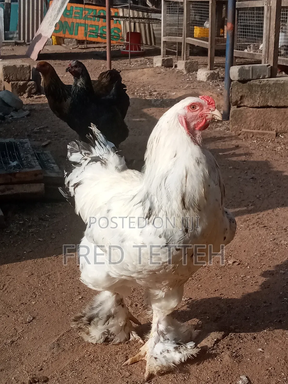 4 Weeks Brahma