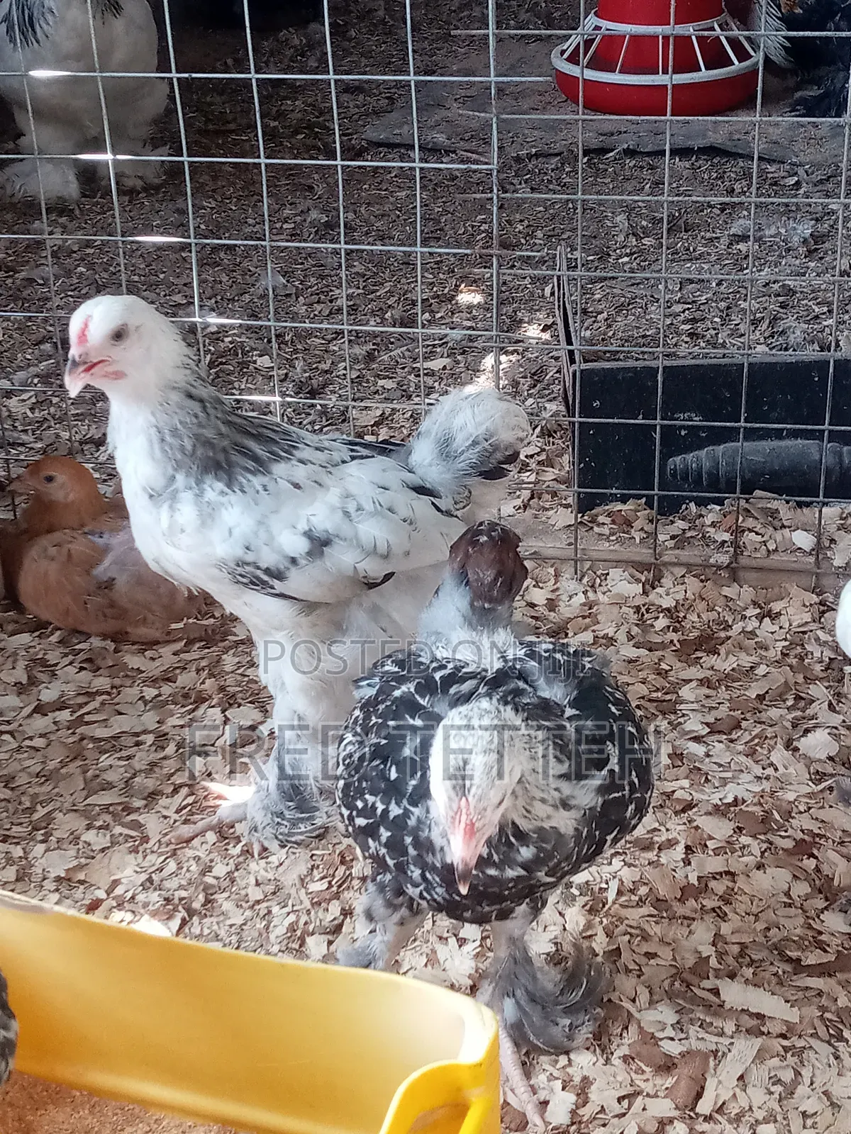 Brahma Chicks 6 Weeks Old