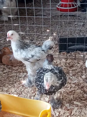 Brahma Chicks 6 Weeks Old