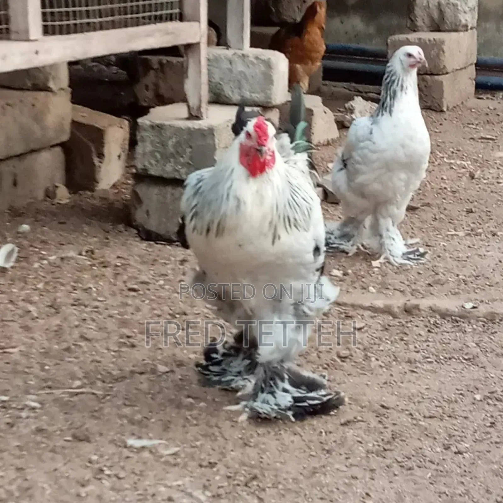 Brahma Chicks 6 Weeks Old