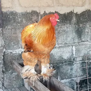 Brahma Chicks 6 Weeks Old
