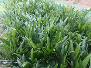 Oil Palm Seedlings