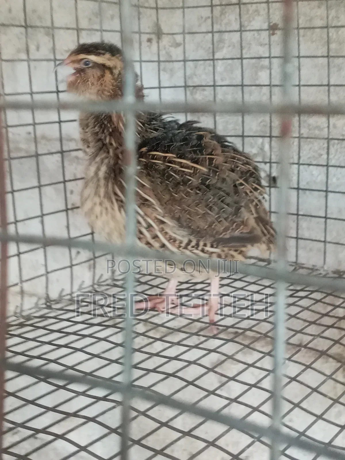 Female Quails Point of Lay