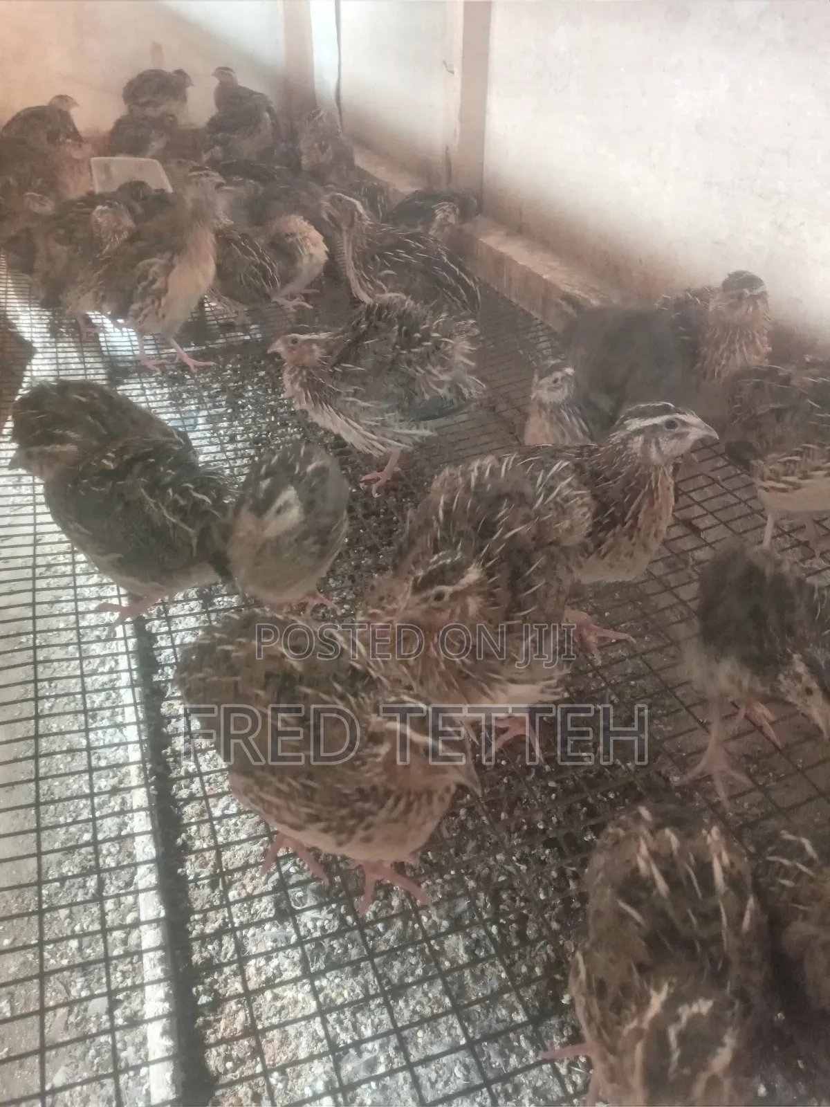 Female Quails Point of Lay