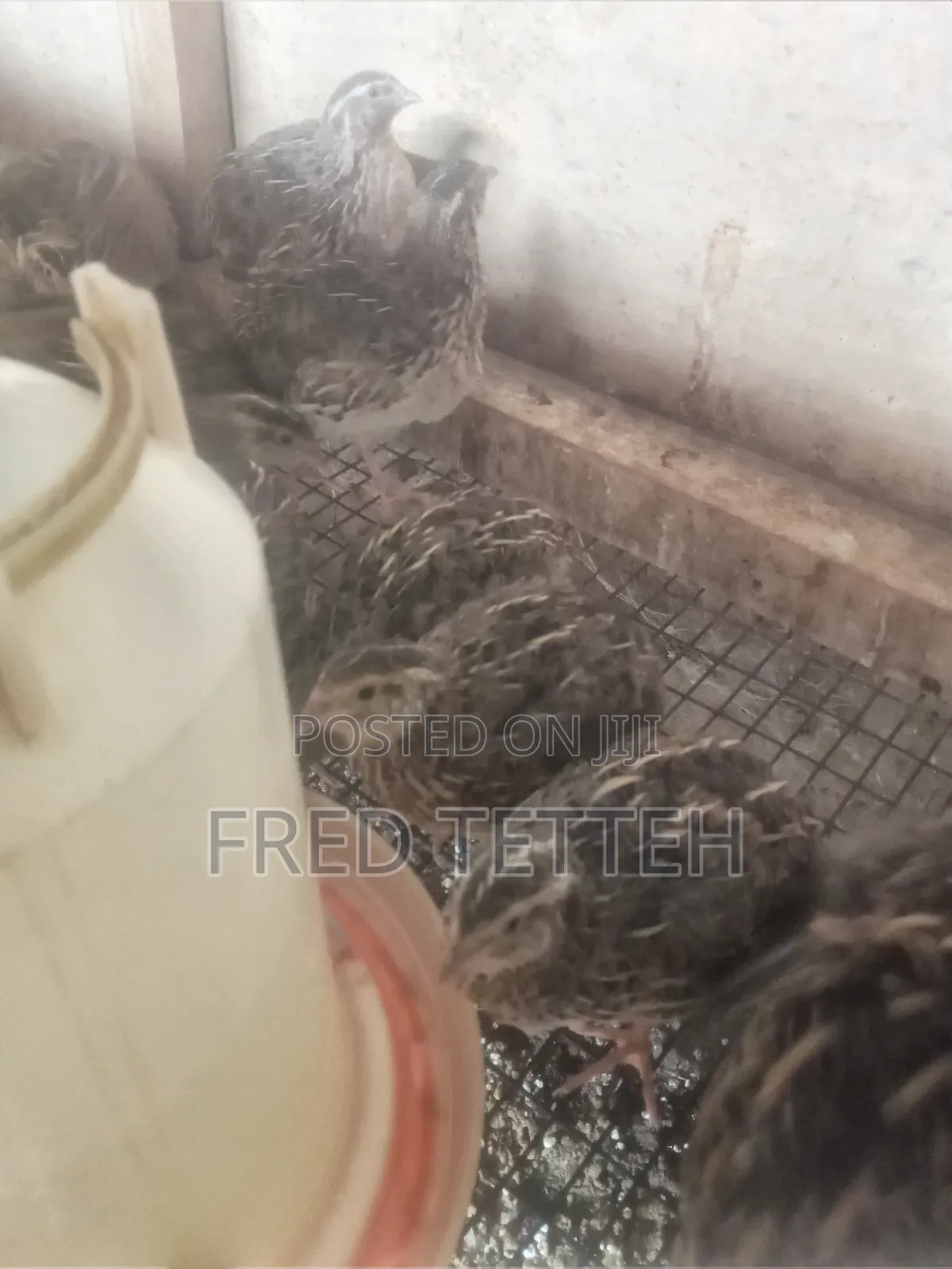 Female Quails Point of Lay