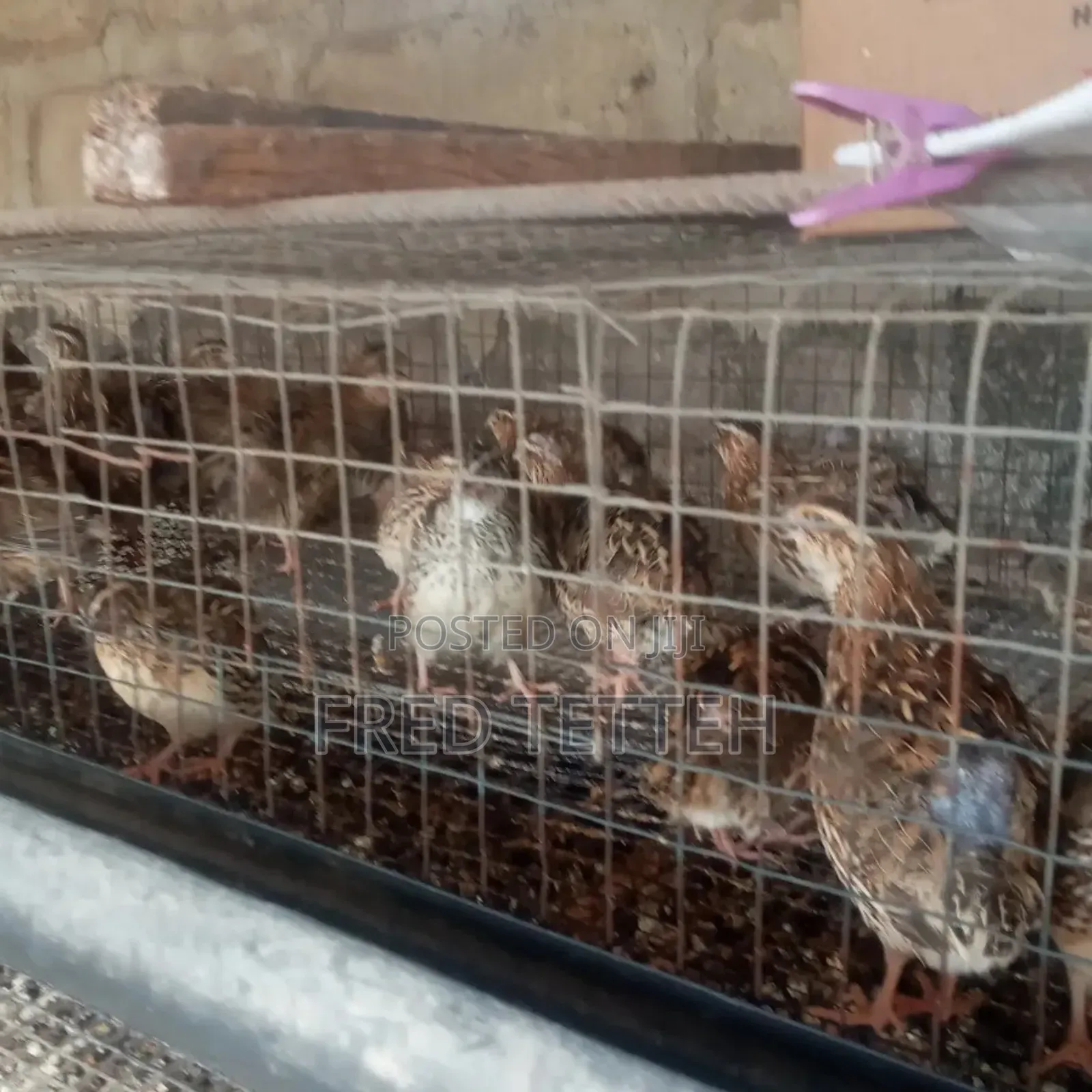 Female Quails Point of Lay