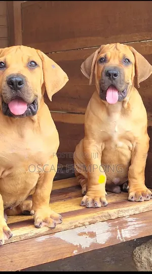 1-3 months Male Purebred Boerboel