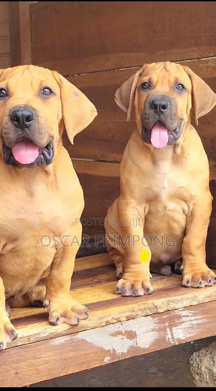 1-3 months Male Purebred Boerboel