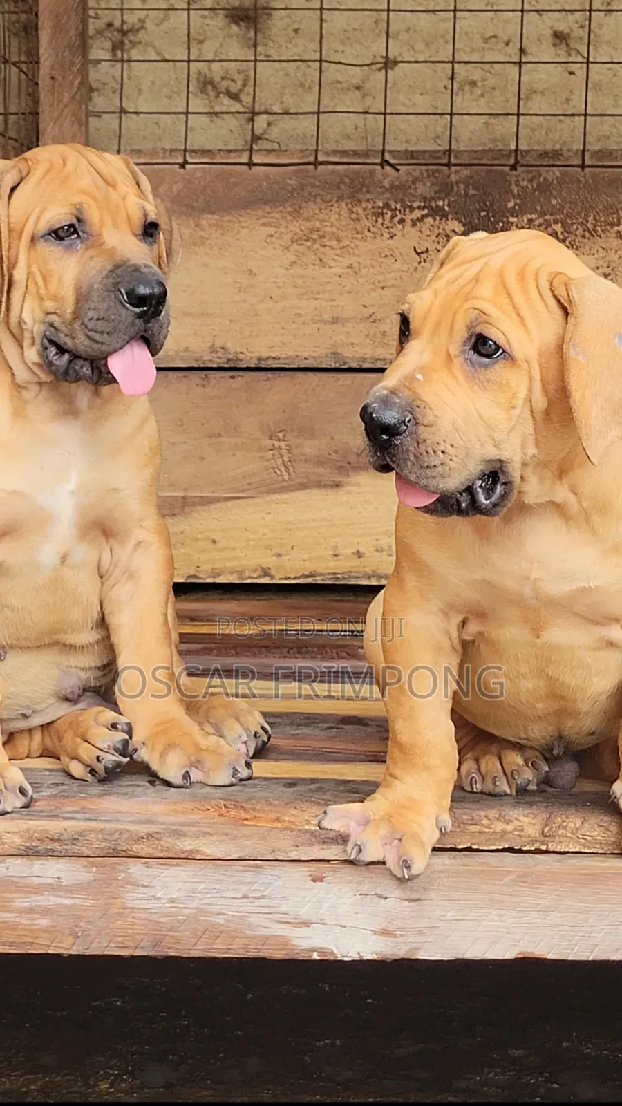1-3 months Male Purebred Boerboel