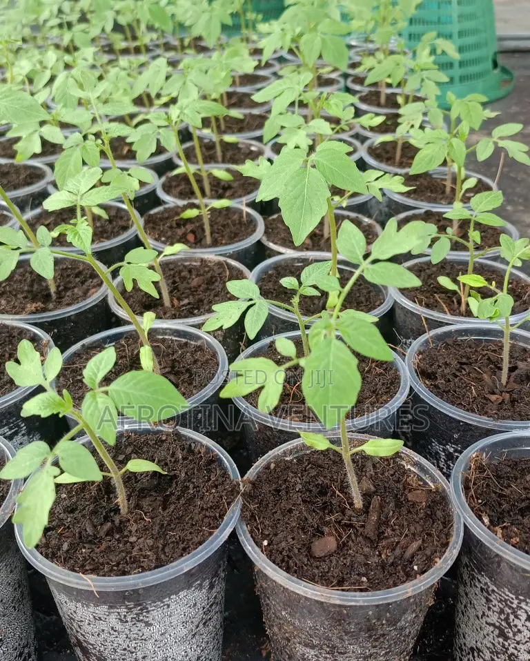 Tomato Seedlings