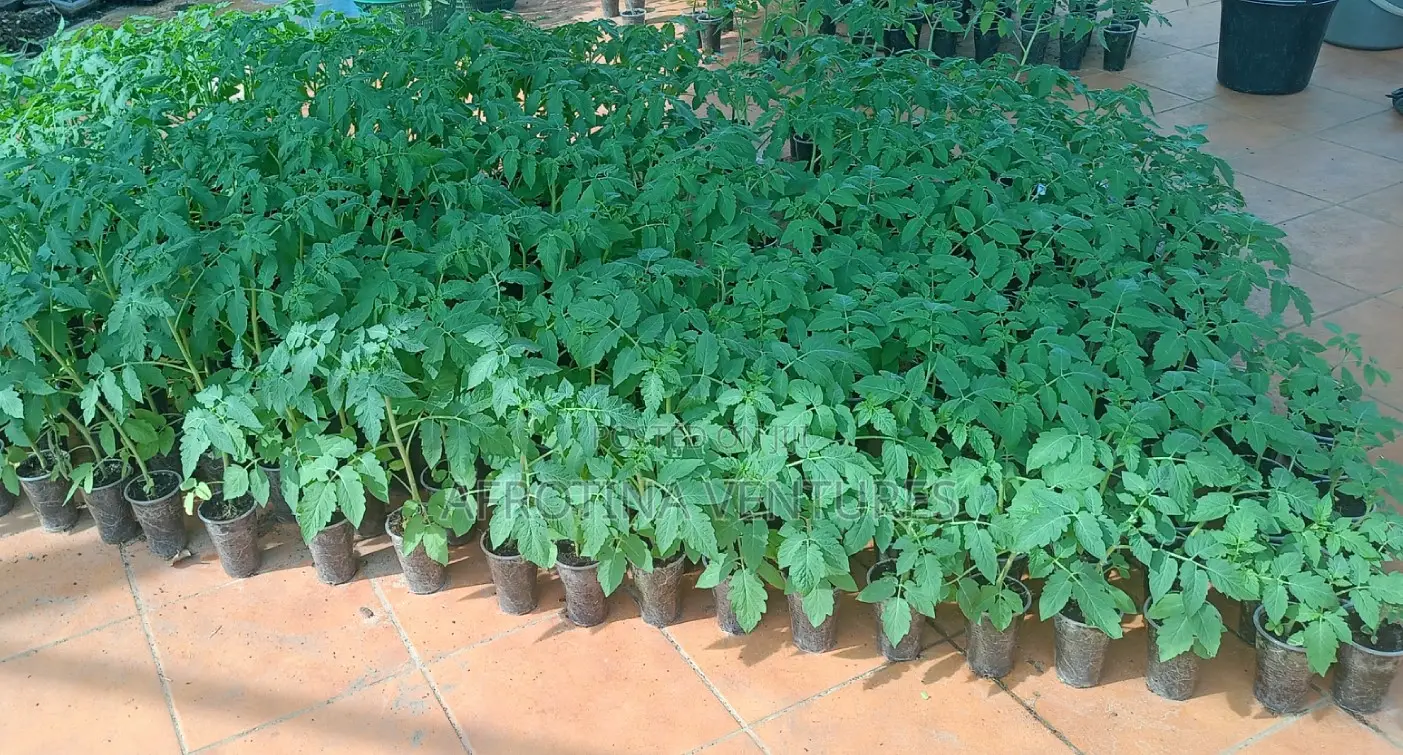 Tomato Seedlings