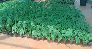 Tomato Seedlings