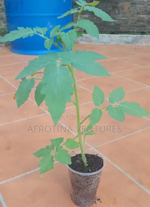Tomato Seedlings