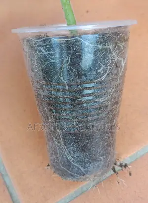 Tomato Seedlings