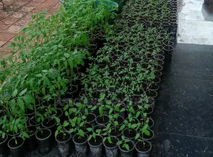 Tomato Seedlings
