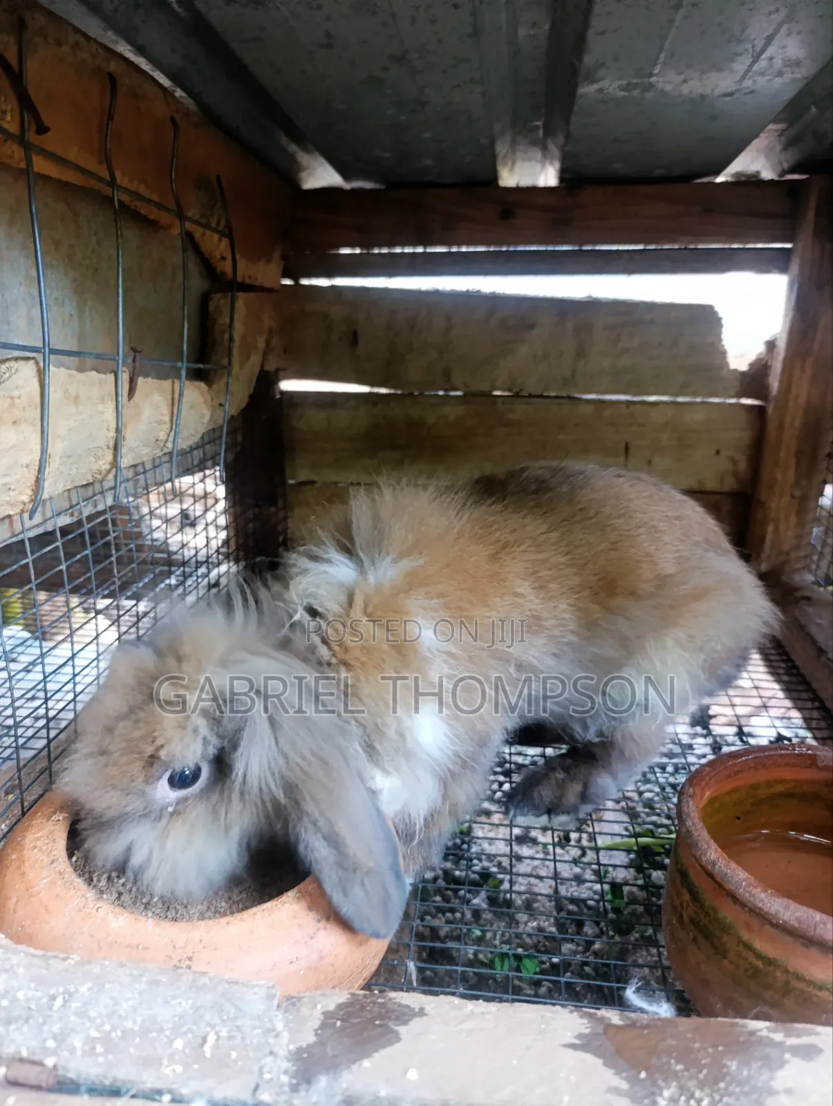 Lion Head Rabbits