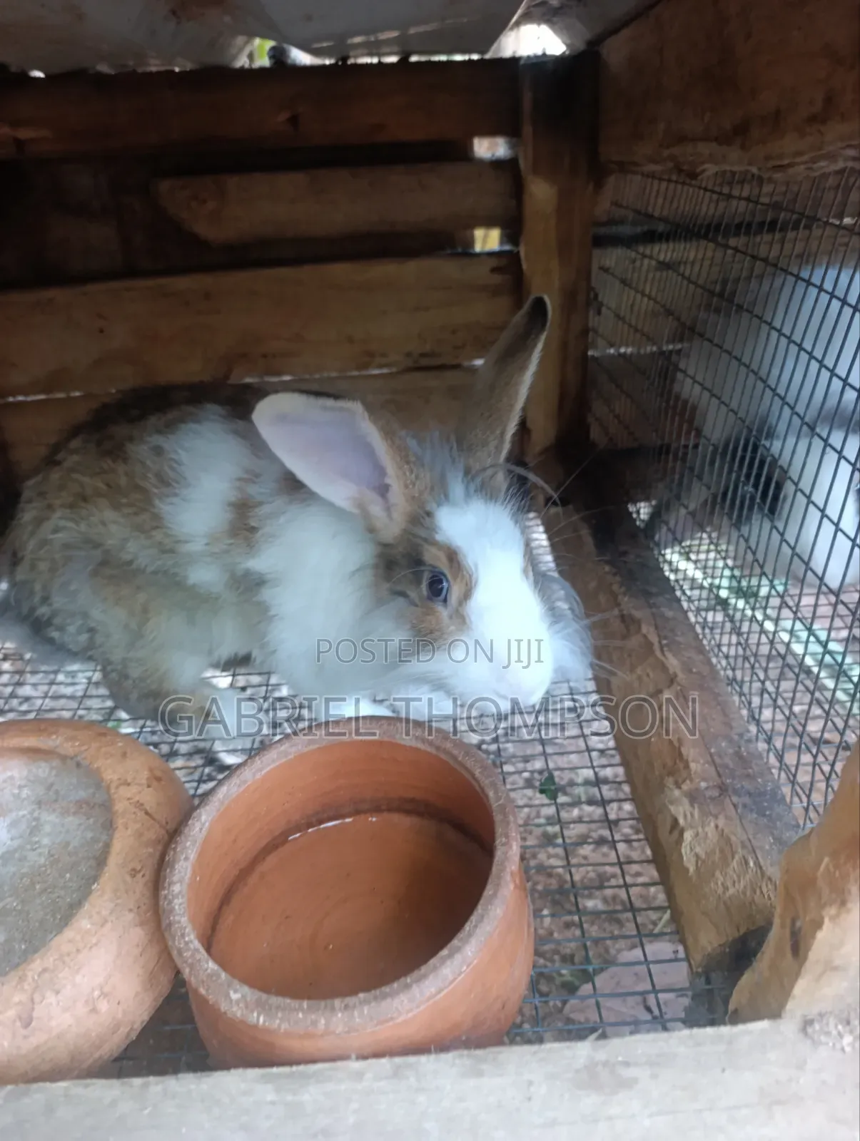 Lion Head Rabbits