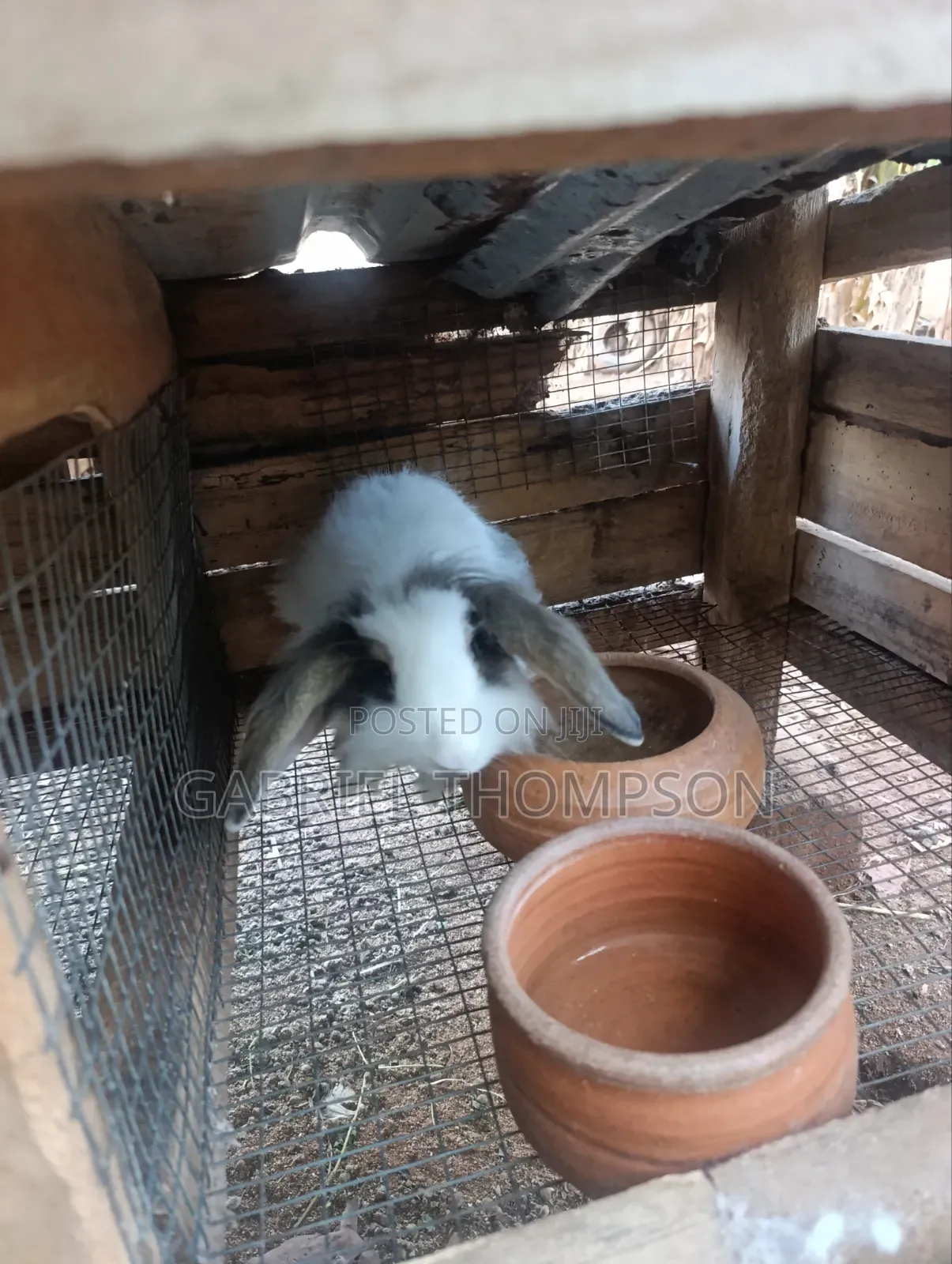 Lion Head Rabbits