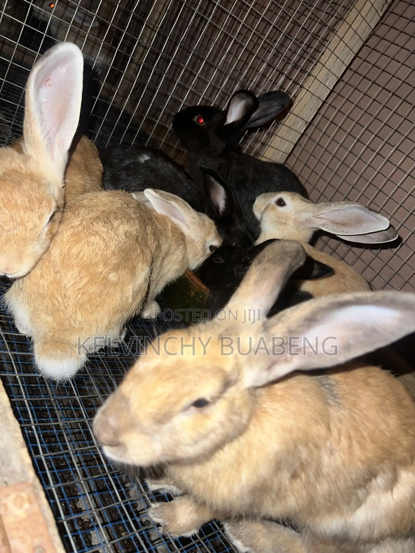 Female Hybrids Available