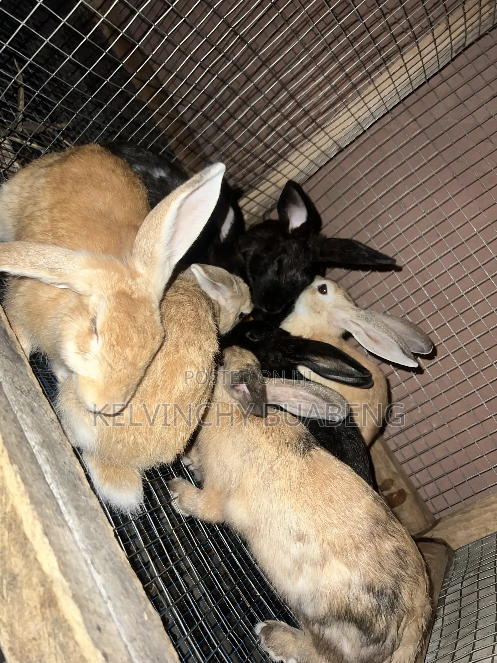 Female Hybrids Available
