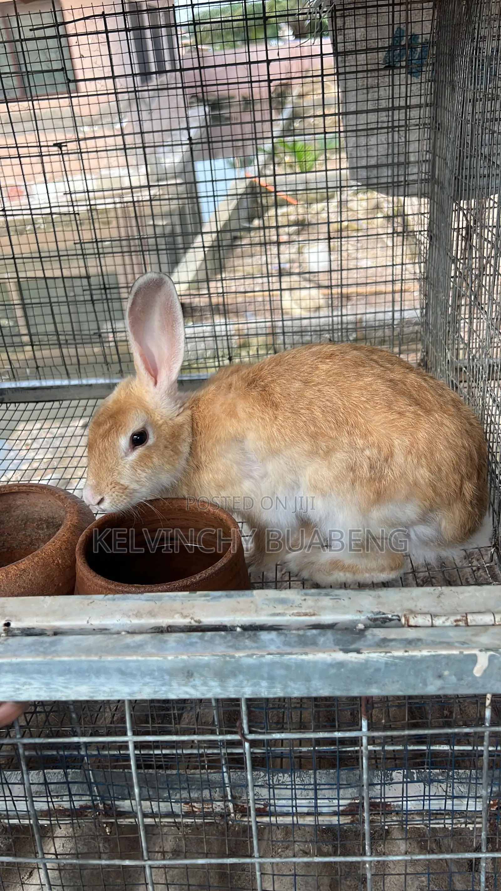 Female Hybrids Available