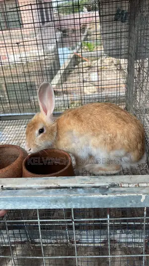 Female Hybrids Available