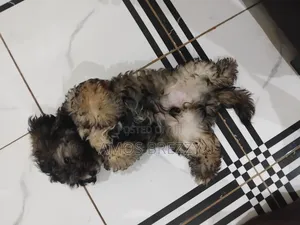 1-3 months Male Mixed Breed German Shepherd