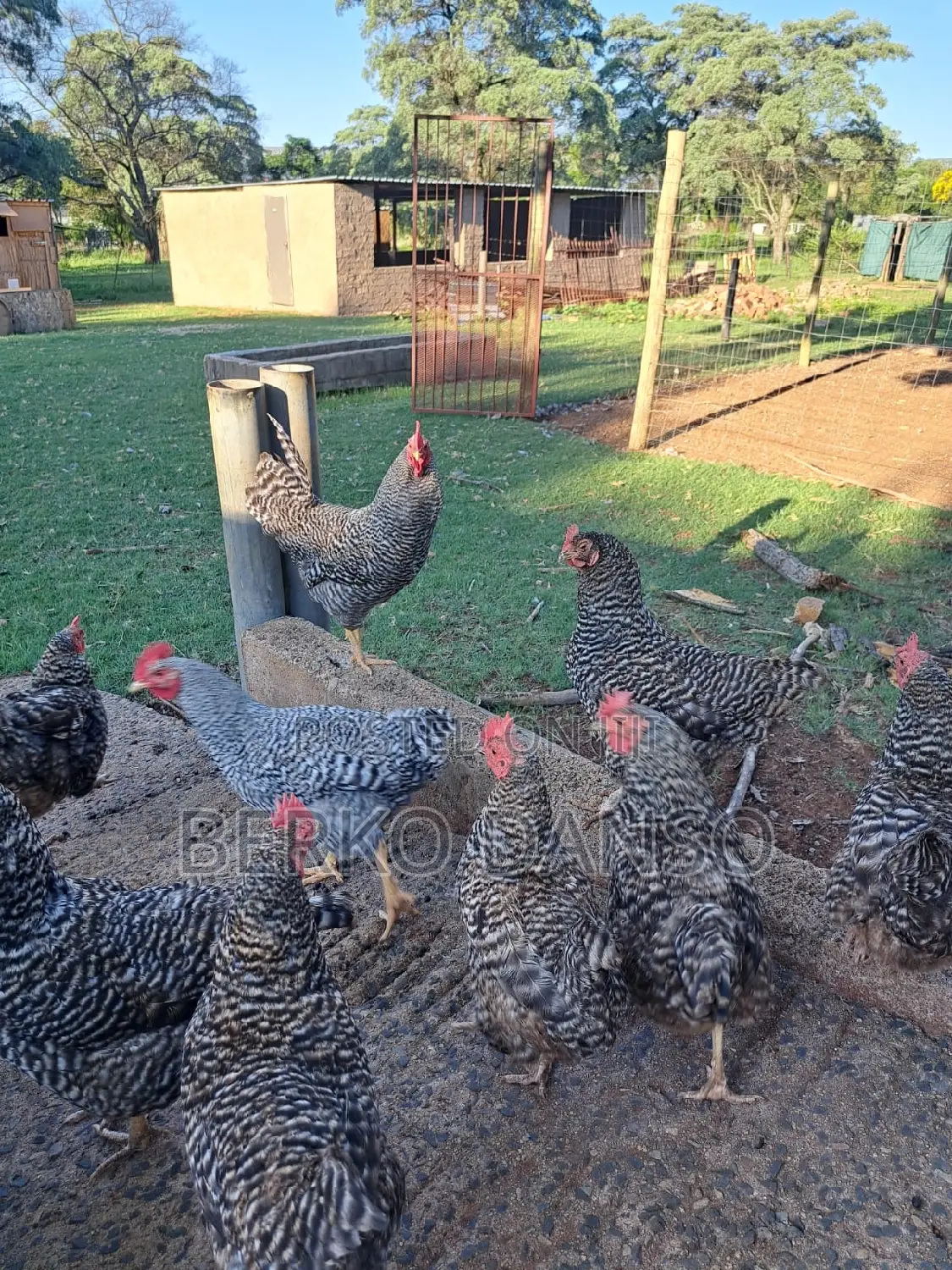 Porch Koekoe Chicken Fertile Egg