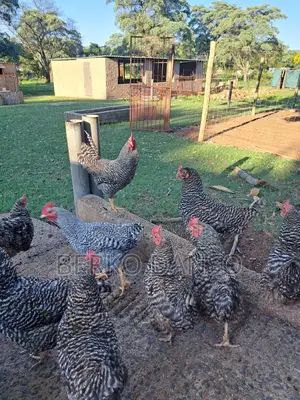 Porch Koekoe Chicken Fertile Egg