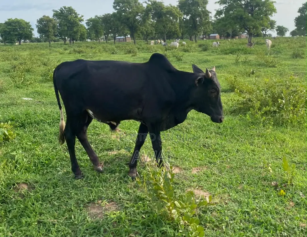 A Black Female Cow