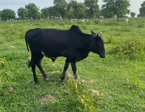 A Black Female Cow