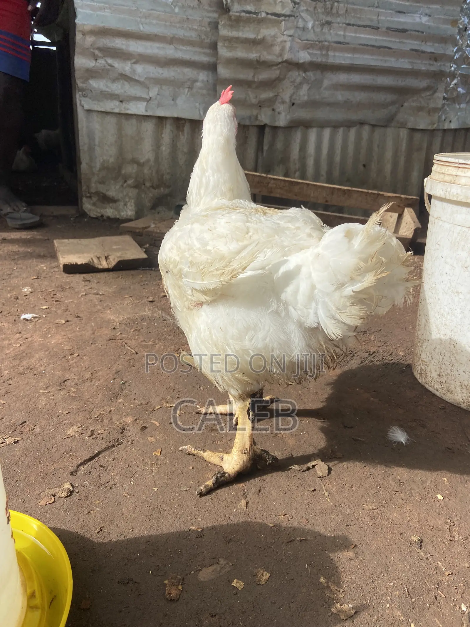 Broiler Chickens