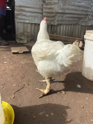 Broiler Chickens