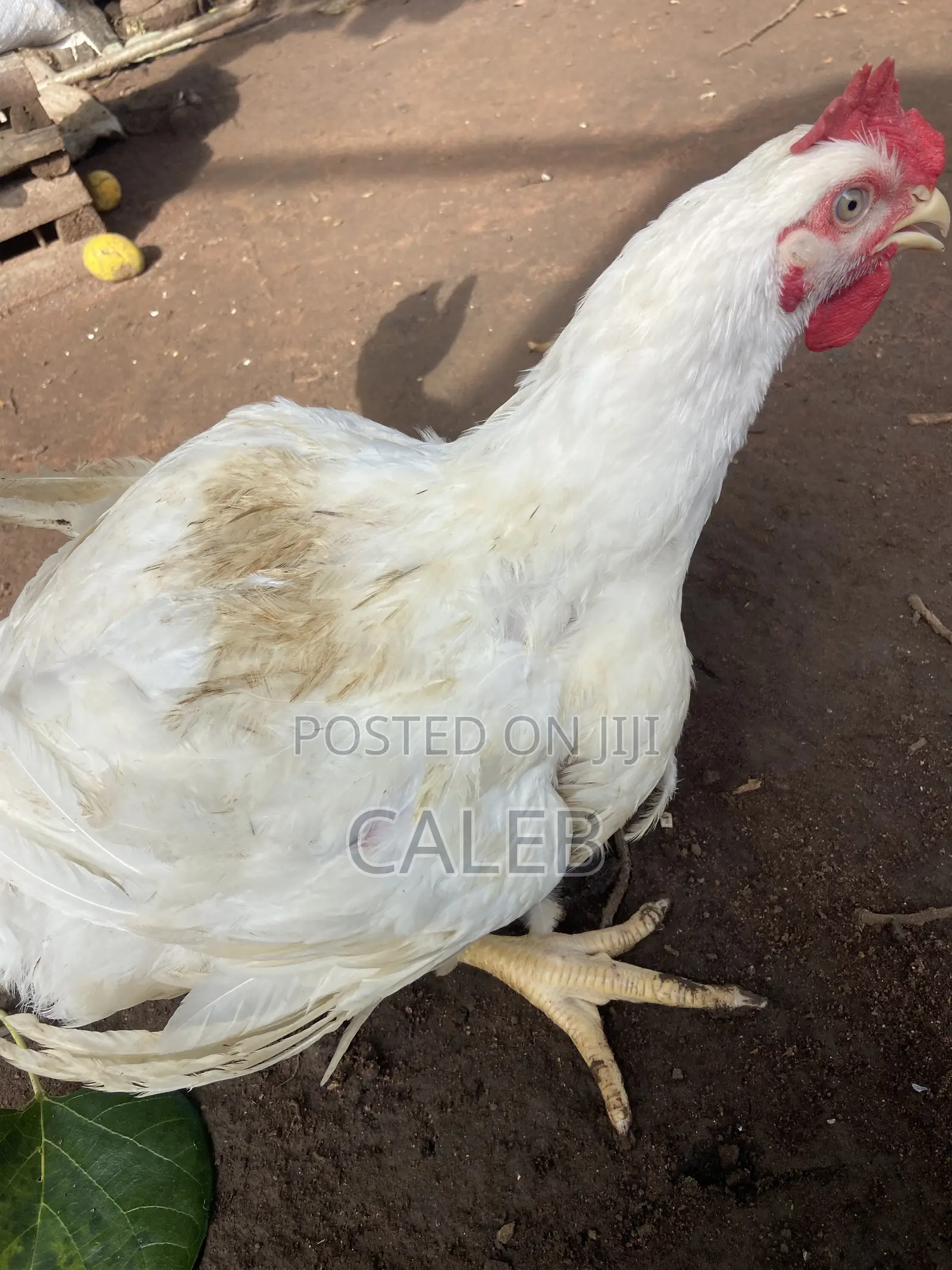 Broiler Chickens