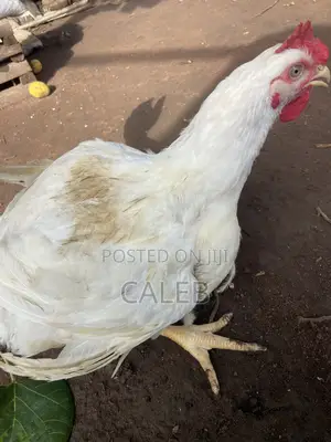 Broiler Chickens