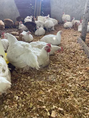 Broiler Chickens
