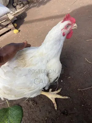 Broiler Chickens