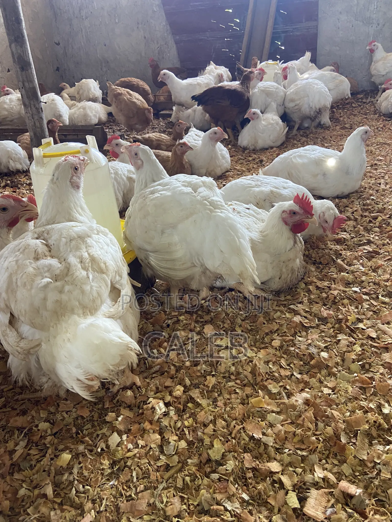 Broiler Chickens