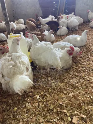 Broiler Chickens