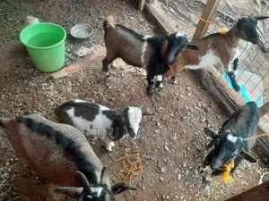 Goats for Sale