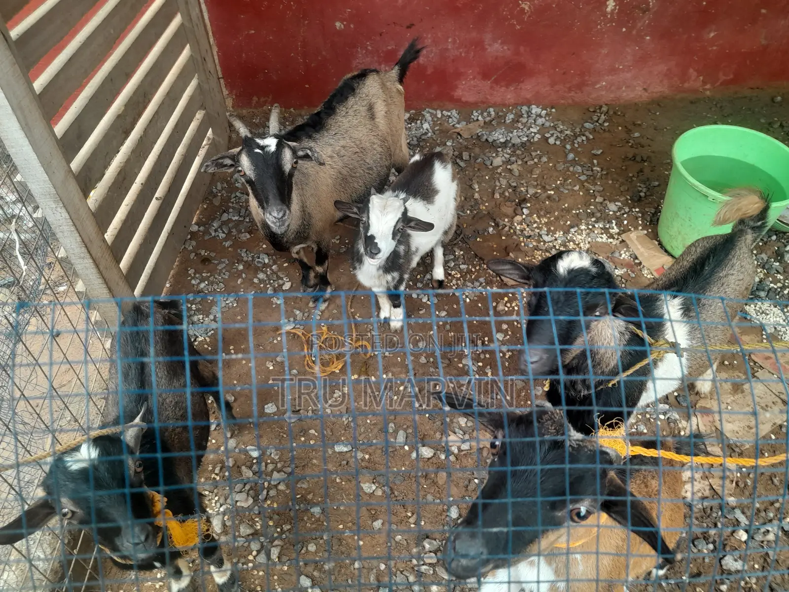 Goats for Sale